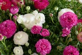 Ranunculus flower background.White and pink flowers  background.Tender spring floral background. Fresh Bright ranunculus with buds.Top view floral pattern