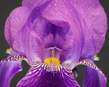 Close Up Of A Purple Iris Covered In Fine Water Droplets Or Water Spray.