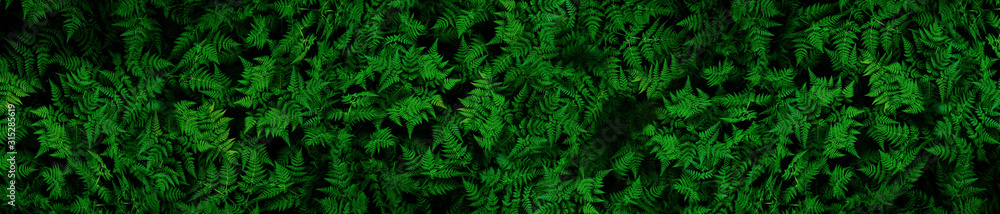 Very detailed and natural, lush, green ferns background - obrazy, fototapety, plakaty 