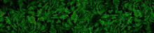 Very Detailed And Natural, Lush, Green Ferns Background
