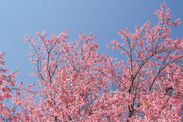 Wild Himalayan Cherry flowers or Sakura across blue sky