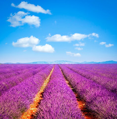 Wall Mural - Lavender flower blooming fields endless rows. Valensole Provence, France.