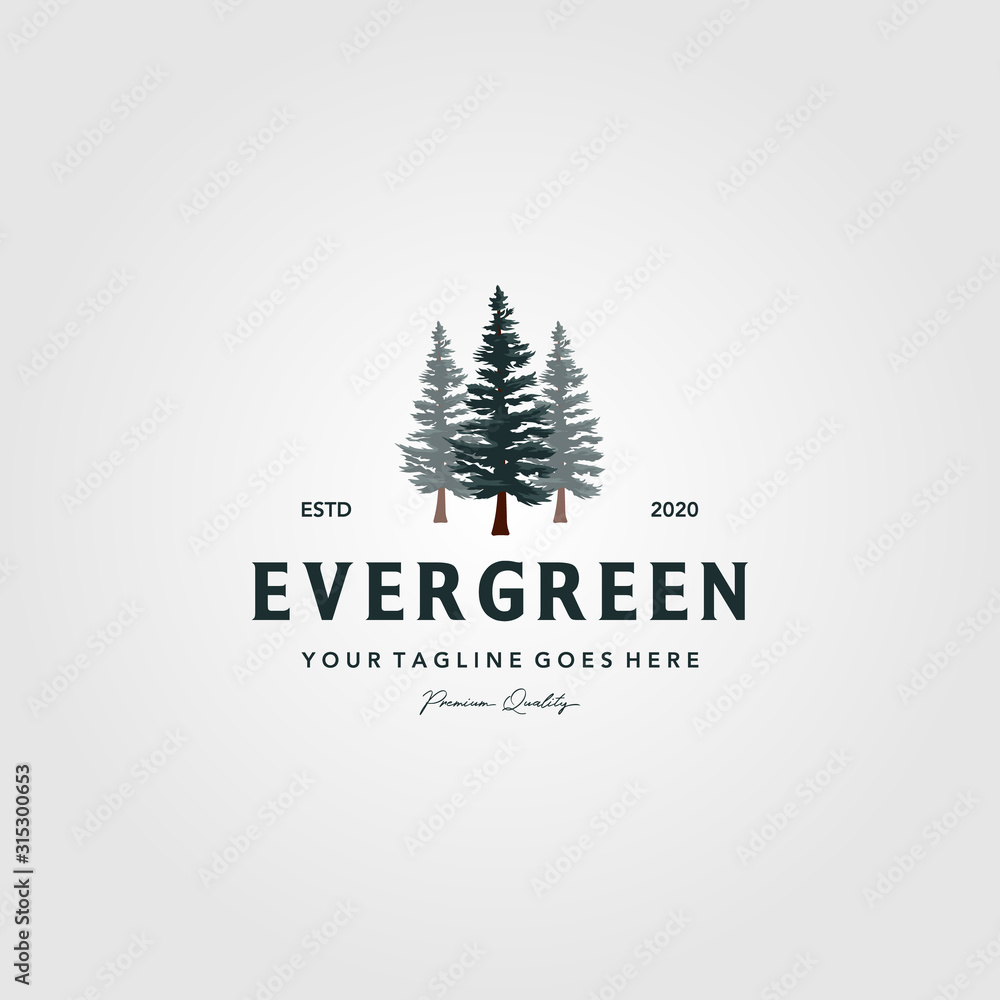 pine tree vintage logo evergreen spruce fir vector emblem illustration design - obrazy, fototapety, plakaty 