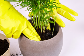 Wall Mural - Transplanting a houseplant (indoor palm) into a larger flower pot. Chamaedorea elegans on white background. Parlor palm plant, yellow gloves, soil