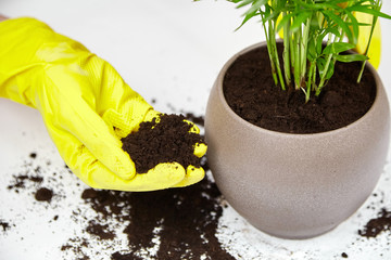 Wall Mural - Transplanting a houseplant (indoor palm) into a larger flower pot. Chamaedorea elegans on white background. Parlor palm plant, yellow gloves, soil