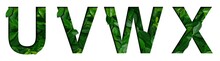 Font Leafs U,V,W,X Made Of Real Alive Leafs With Precious Paper Cut Shape. Leafs Fonts Collection Set.