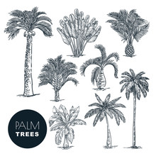 Tropical Coconut Palm Trees Set. Vector Sketch Illustration. Hand Drawn Tropical Plants And Floral Design Elements.