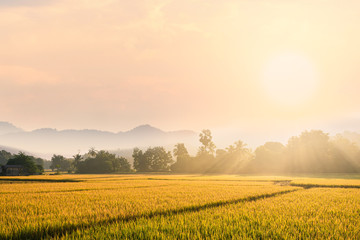 beautiful morning fog in the rice field background.