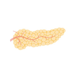 Sticker - Vector isolated illustration of pancreas