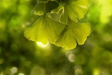 Green Ginko Biloba Leaves In A Sunlight