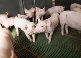 Fototapeta Tęcza - junge Schweine in Gruppenhaltung, Schweinestall