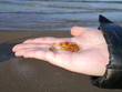 Bursztyny leżące na kobiecej dłoni zebrane na plaży, w tle morze