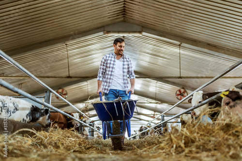 Fotografía Full length of handsome caucasian farmer in jeans and plaid shirt pushing wheelbarrow with hay and looking at calves