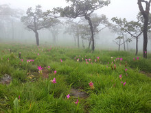 Trees, Meadow And Siam Tulip With Fog In Morning At Pa Hin Ngam National Park, Siam Tulip Field, Chaiyaphum, Thailand.
