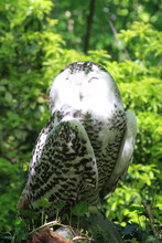 Snowy Owl (Bubo Scandiacus)