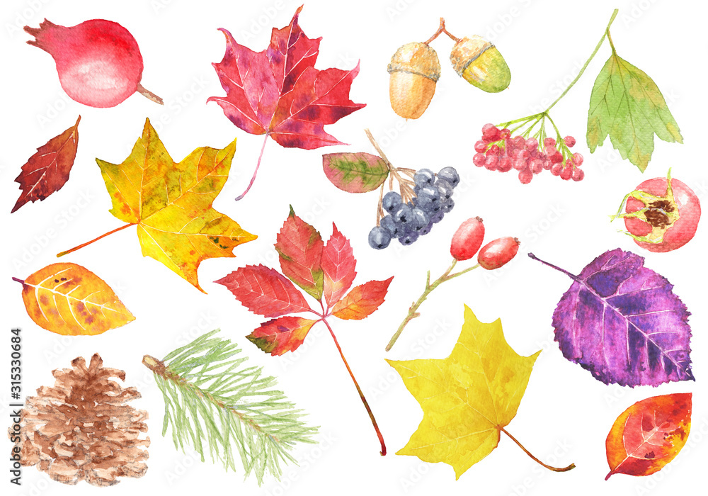 Watercolor hand drawn autumn elements set on white background. Fall ...