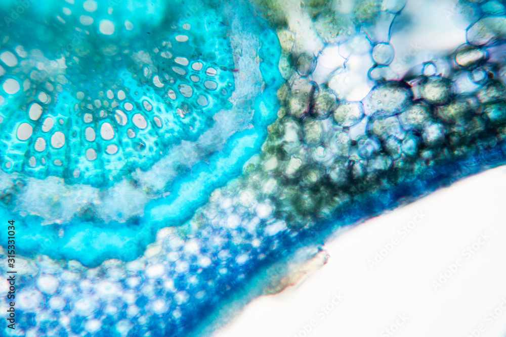 Stock-Foto „Cross-section leaf Plant of under the microscope for ...