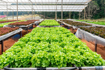 Wall Mural - Hydroponic vegetable in hydroponic system farm plantation ready for harvesting.