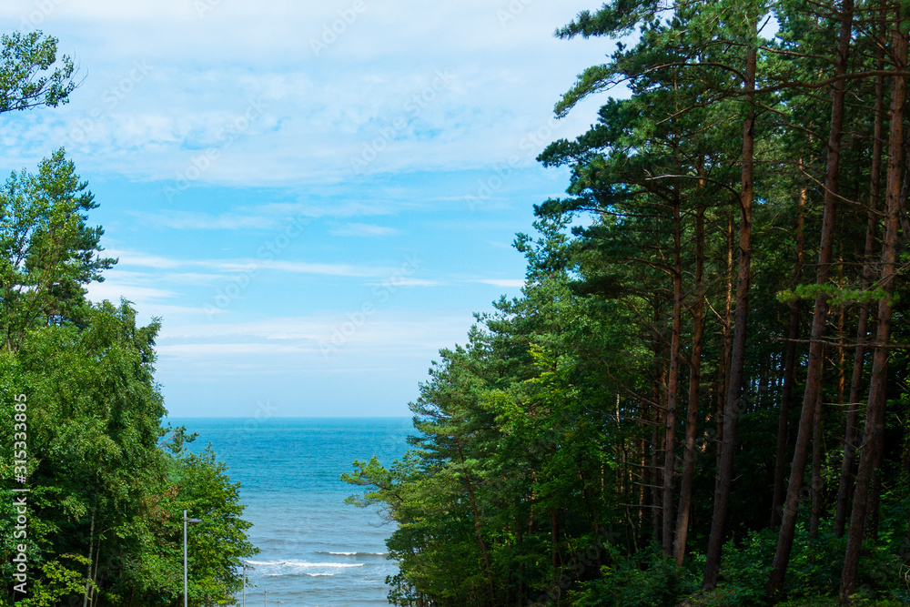 Obraz na płótnie Morze Bałtyckie drzewa w salonie