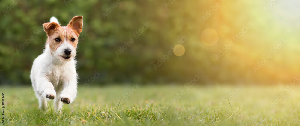 Spring, summer concept, playful happy pet dog puppy running in the grass and listening with funny ears - obrazy, fototapety, plakaty 