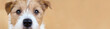 © Reddogs - Web banner of a beautiful cute obedient jack russell terrier pet dog face, close-up