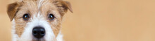Web Banner Of A Beautiful Cute Obedient Jack Russell Terrier Pet Dog Face, Close-up