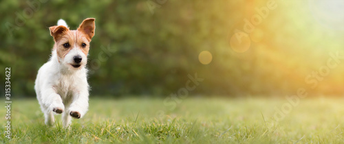 Spring, summer concept, playful happy pet dog puppy running in the grass and listening with funny ears © Reddogs