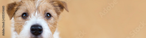 Web banner of a beautiful cute obedient jack russell terrier pet dog face, close-up © Reddogs