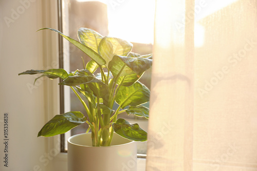 Cuadros en Lienzo Potted Dieffenbachia plant near window at home. Space for text