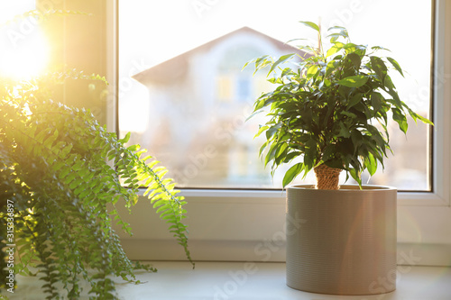 Fotografía Beautiful potted plants on window sill at home