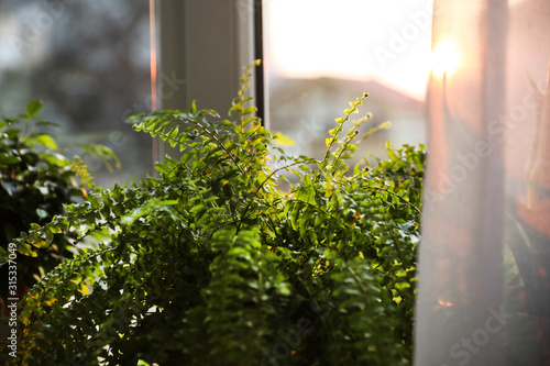 Fotomural Beautiful fern plant near window at home, closeup