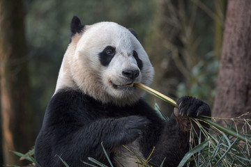 Wall Mural - Cute Panda Bear Eating Bamboo, Bifengxia Panda Reserve in Ya'an Sichuan Province, China. Panda 