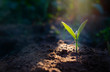 Leinwanddruck Bild - Growing plant,Young plant in the morning light on ground background.