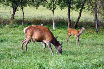 Sticker - Deer graze on a meadow in autumn