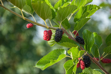 Wall Mural - Ripe mulberry berries on a branch with leaves in the garden. Space for text. Green berry background.