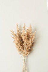 Wall Mural - Reeds foliage branches bouquet on neutral pastel beige background.