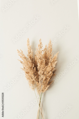 Fotografía Reeds foliage branches bouquet on neutral pastel beige background