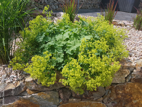 Fotomural Frauenmantel, Alchemilla, mollis