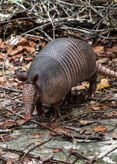 Wild Armored Armadillo Foraging for Food in Its Natural Habitat Preserve