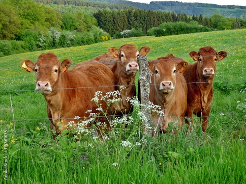 Photographie limousin cows in a field