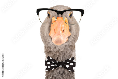 Fotografía Portrait of intelligent goose with glasses and a bow tie isolated on white backg