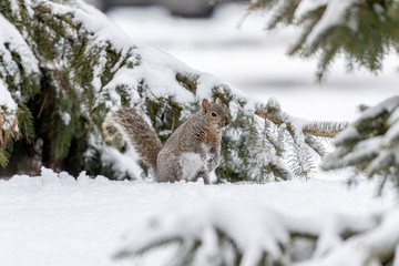 Sticker - .Squirrel. Eastern gray squirrel in the snow .