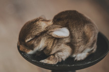 Baby Rabbit Sitting In A Dish