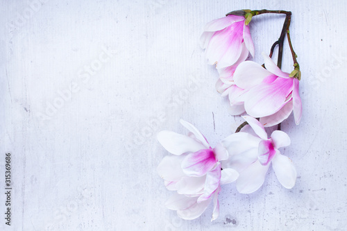 Magnolia flowers flat lay scene