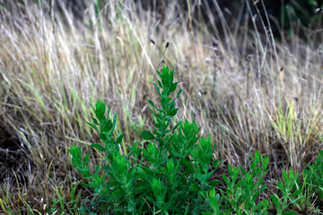 Poster - Vegetation in an urban park