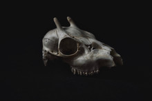A Deer Skull