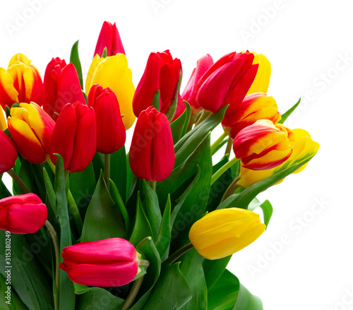 red and yellow tulips
