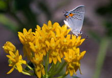 Gray Hairstreak (Strymon Melinus) Feeding On Milkweed.  This Species Of Butterfly Engages In Deception By Coloration And Structures On Its Wings To Pretend Its Head Is At The End Of Its Wings