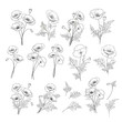 Linear style set of white poppy, hand drawn contour illustration of flowers isolated on a white background. White poppies collection. Vector illustration.