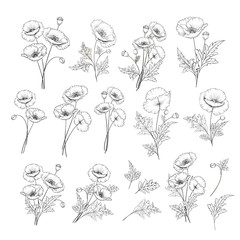 Wall Mural - Linear style set of white poppy, hand drawn contour illustration of flowers isolated on a white background. White poppies collection. Vector illustration.